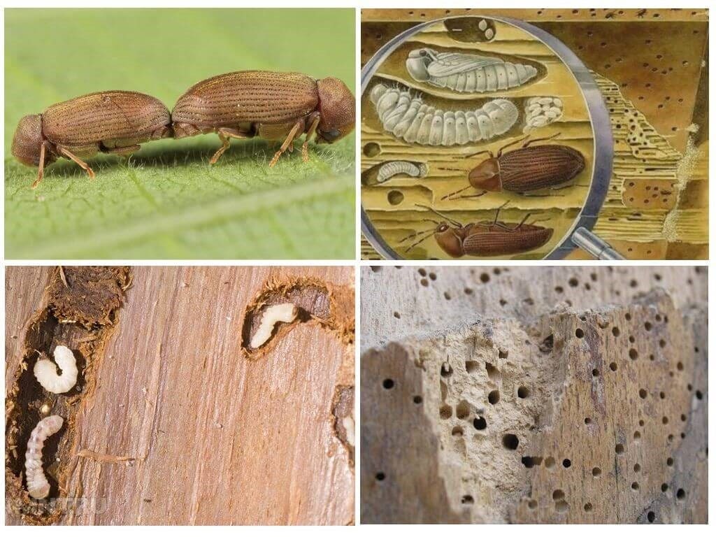 уничтожение древесных насекомых